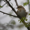 Yellow-throated Bunting